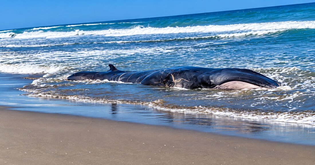 BALLENA JUVENIL EN MOTOBOMBA