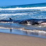 BALLENA JUVENIL EN MOTOBOMBA